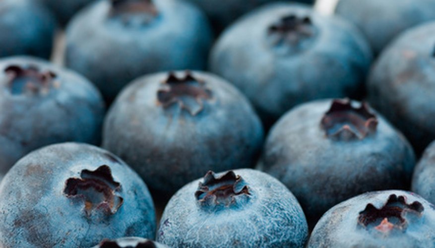 Several varieties of blueberries grow in Pennsylvania. Several varieties of blueberries grow in Pennsylvania.