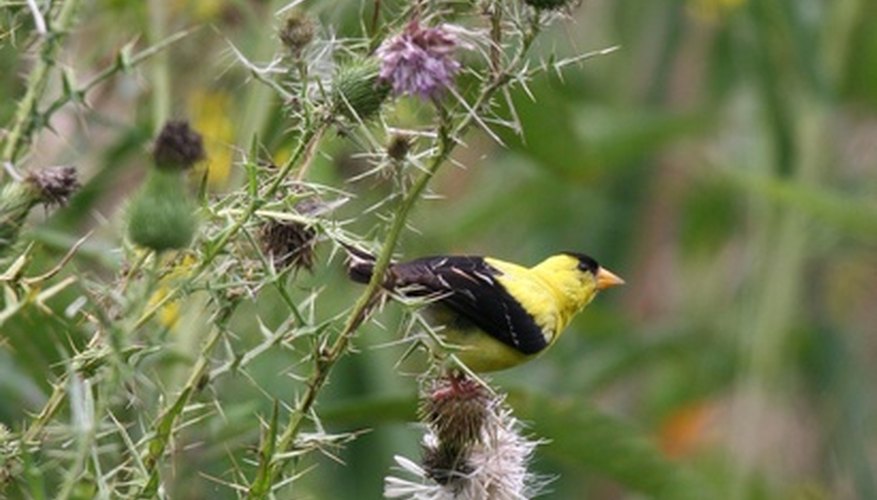 A goldfinch visits a thistle plant. A goldfinch visits a thistle plant.