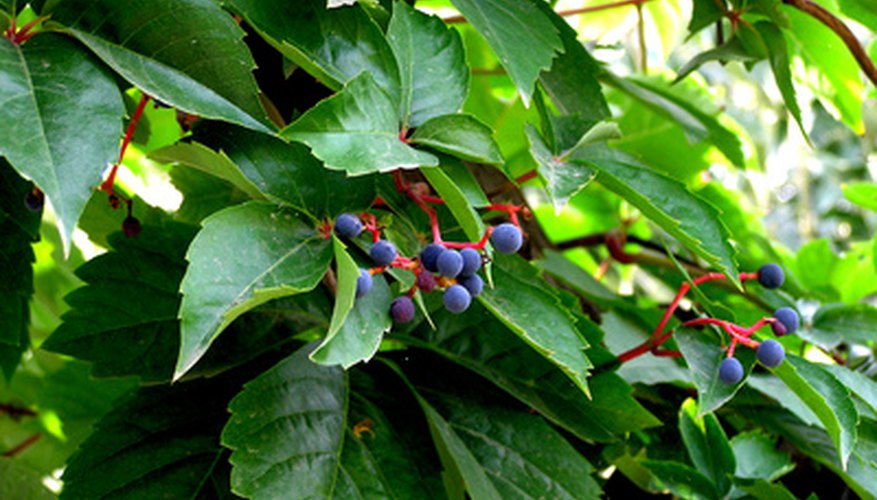 Grapevines can grow on arbors for an attractive garden element and for fruit harvest. Grapevines can grow on arbors for an attractive garden element and for fruit harvest.