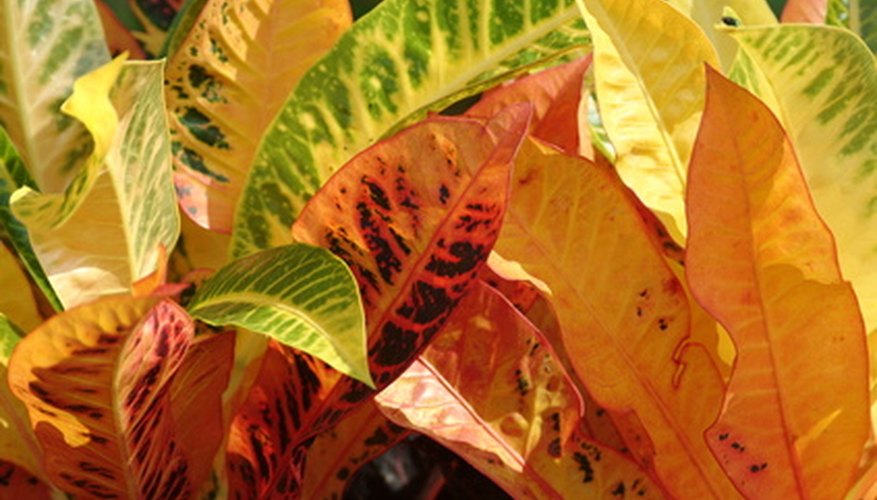Nitrogen, phosphorus, and potassium are essential to the growth of all plants. Nitrogen, phosphorus, and potassium are essential to the growth of all plants.