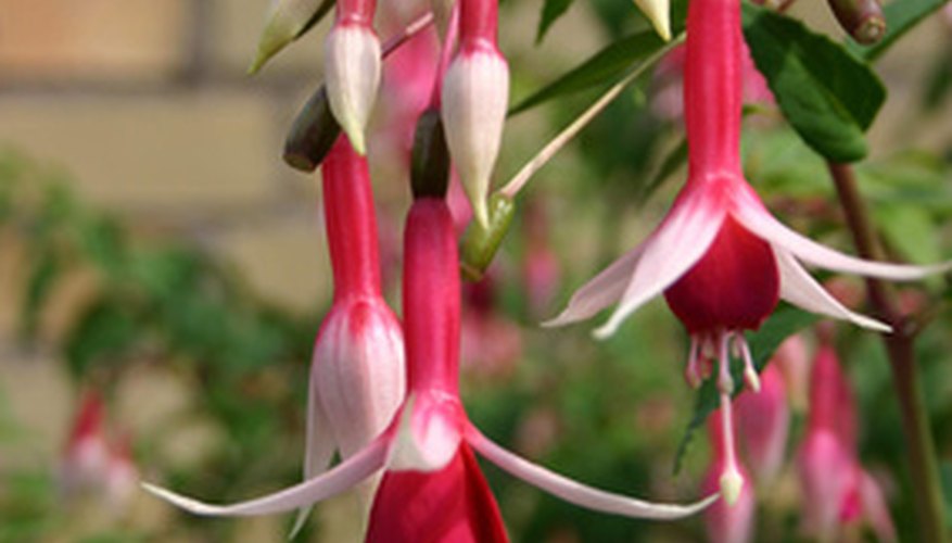 Hardy fuchsia develops into a woody shrub. Hardy fuchsia develops into a woody shrub.