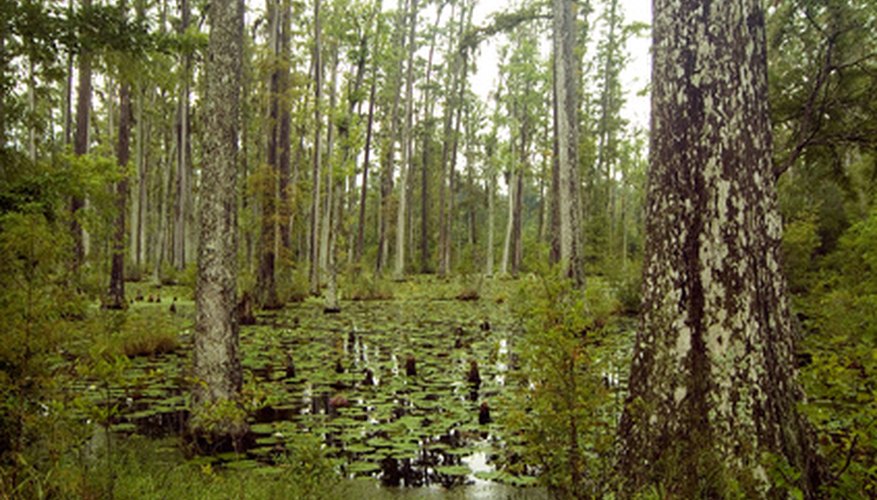 The bald cypress tree will grow where other trees will not. The bald cypress tree will grow where other trees will not.