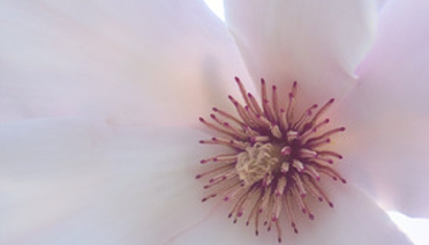 Magnolia stamens and pistils are in the bloom's center. Magnolia stamens and pistils are in the bloom's center.