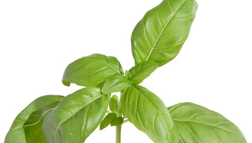 Sweet basil plants are susceptible to insect problems including cutting bugs like caterpillars. Sweet basil plants are susceptible to insect problems including cutting bugs like caterpillars.