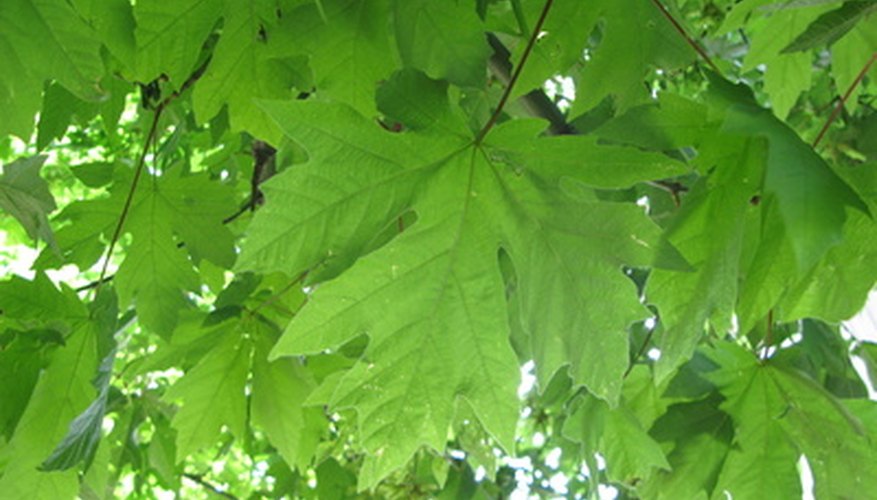 Leaf identification is one of the first steps to correctly identifying a tree. Leaf identification is one of the first steps to correctly identifying a tree.