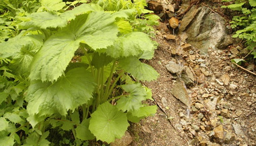 Macerated burdock root can make a nutritious tea for your garden plants. Macerated burdock root can make a nutritious tea for your garden plants.