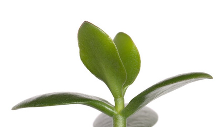 Healthy jade plant leaves. Healthy jade plant leaves.