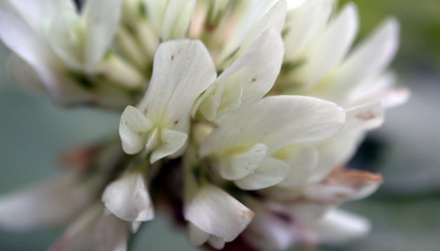 White clover White clover
