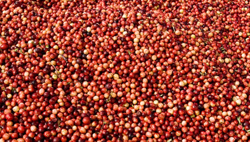Fruits from the cranberry tree taste sour. Fruits from the cranberry tree taste sour.