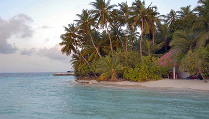 Coconut palms grow mainly in coastal areas. Coconut palms grow mainly in coastal areas.