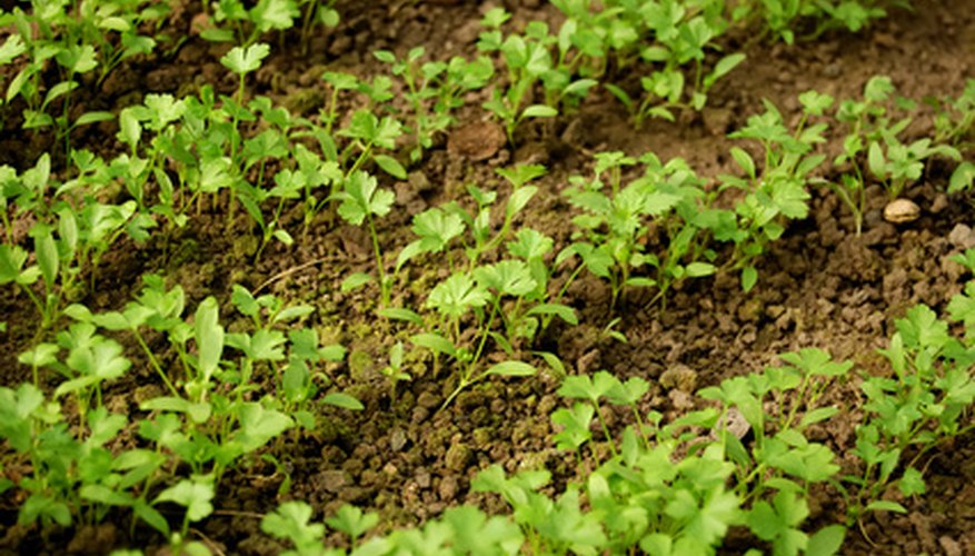 Healthy plants start with healthy soil. Healthy plants start with healthy soil.