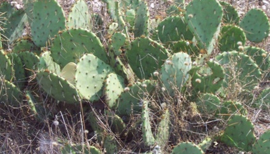 Cacti aren't the only flowering plants up to Texas heat. Cacti aren't the only flowering plants up to Texas heat.