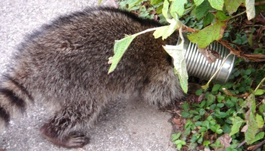 Raccoons can be pests to gardens and homes Raccoons can be pests to gardens and homes