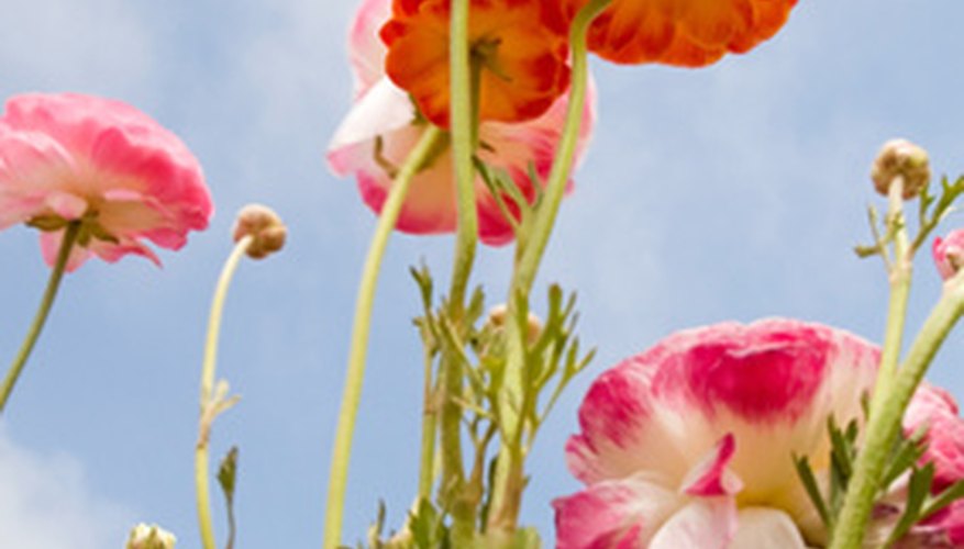 Vibrant ranunculus blooms fill spring gardens with color. Vibrant ranunculus blooms fill spring gardens with color.