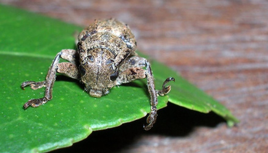 Beetles are the carriers of Dutch elm disease. Beetles are the carriers of Dutch elm disease.