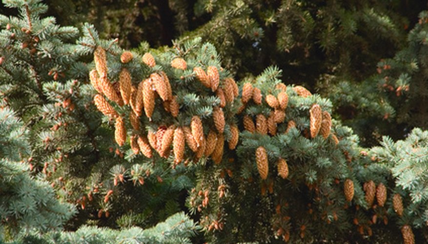 Green spruce is more popularly known as blue spruce. Green spruce is more popularly known as blue spruce.