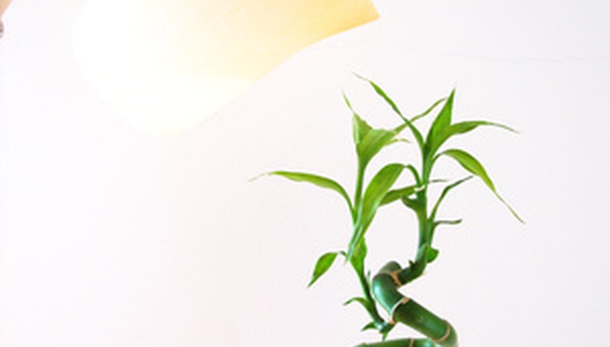 indoor bamboo plants contain no known allergens indoor bamboo plants contain no known allergens