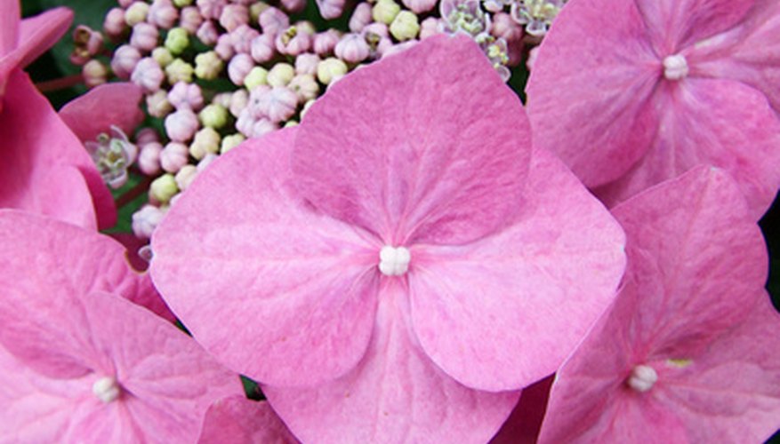 Lacecap big-leaf hydrangeas have small flowers surrounded by larger ones. Lacecap big-leaf hydrangeas have small flowers surrounded by larger ones.