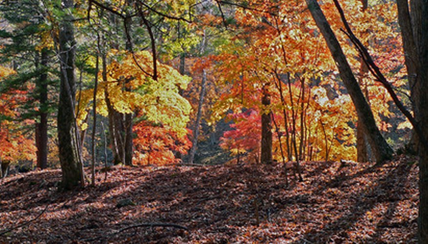 Tulip poplars were once common in eastern woodlands. Tulip poplars were once common in eastern woodlands.