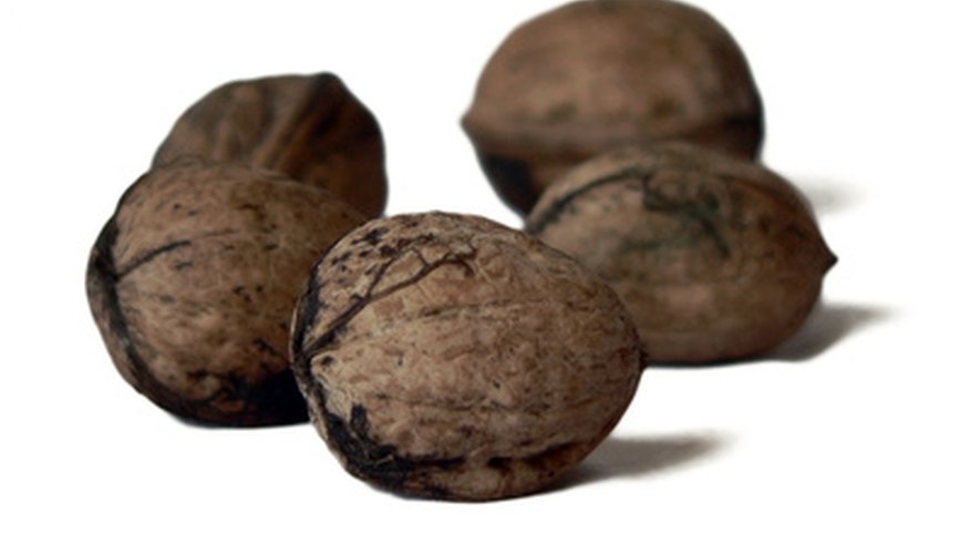 Black walnuts are fairly simple to harvest. Black walnuts are fairly simple to harvest.