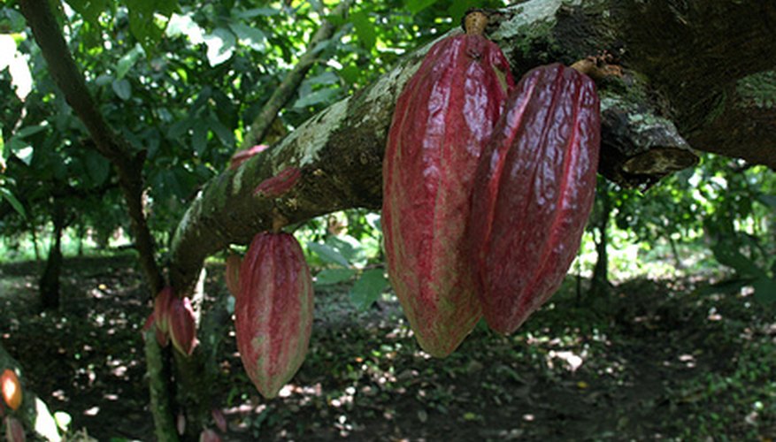 The cacao tree produces colorful seed pods. The cacao tree produces colorful seed pods.