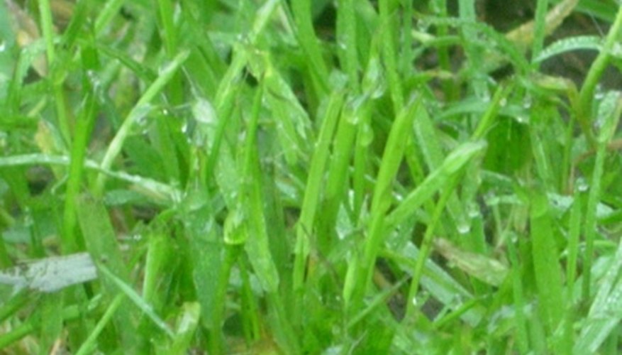 Fertilizer on Wet Grass | Garden Guides