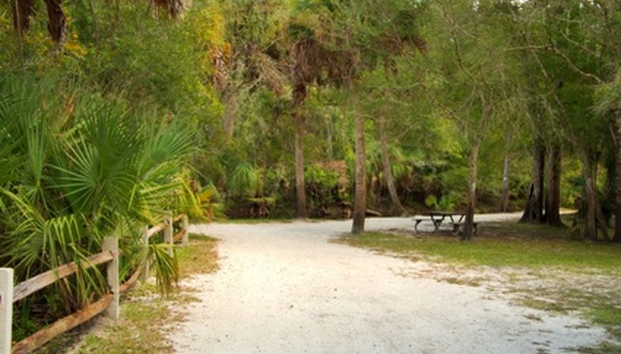 The state of Florida offers the ideal climate to grow a variety of tropical plants. The state of Florida offers the ideal climate to grow a variety of tropical plants.