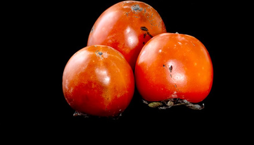 Persimmon is the largest wild American berries. Persimmon is the largest wild American berries.