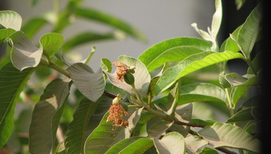 Guava are tropical and self-fertile. Guava are tropical and self-fertile.