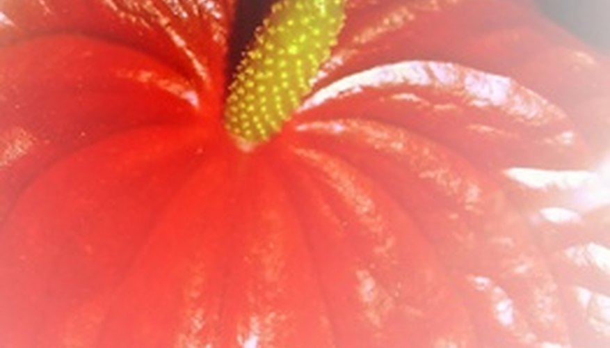 Anthurium, darling of the rain forest Anthurium, darling of the rain forest