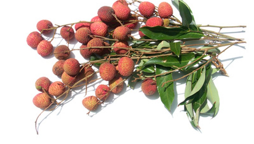 Lychee trees are susceptible to several diseases. Lychee trees are susceptible to several diseases.