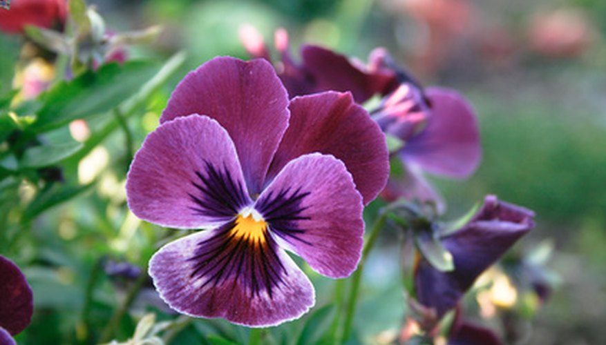 Flowers are genetically coded to appeal to certain benficial insects. Flowers are genetically coded to appeal to certain benficial insects.