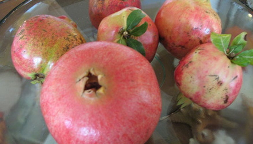 In Melbourne, pomegranates ripen from late summer to early winter. In Melbourne, pomegranates ripen from late summer to early winter.