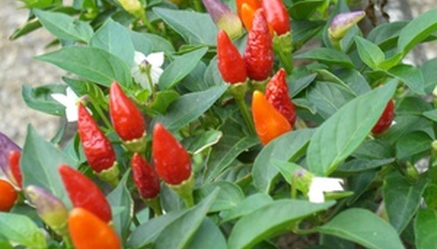 Ornamental chili peppers have fruit in colors ranging from cream to purple to red. Ornamental chili peppers have fruit in colors ranging from cream to purple to red.