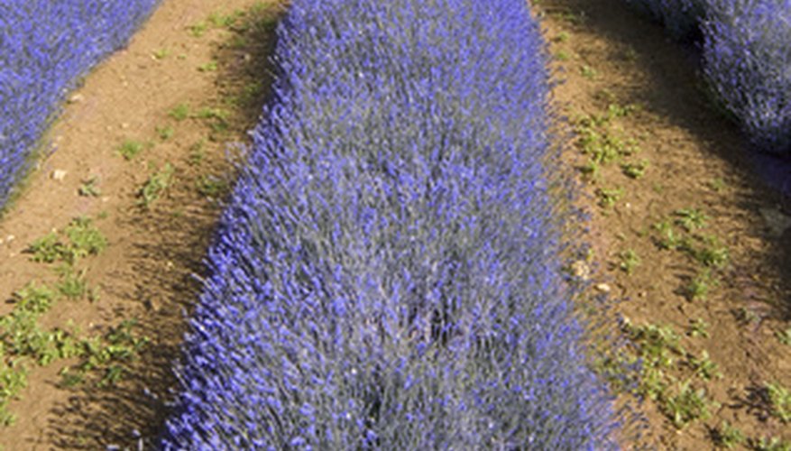 Rows of beautiful, fragrant lavender. Rows of beautiful, fragrant lavender.