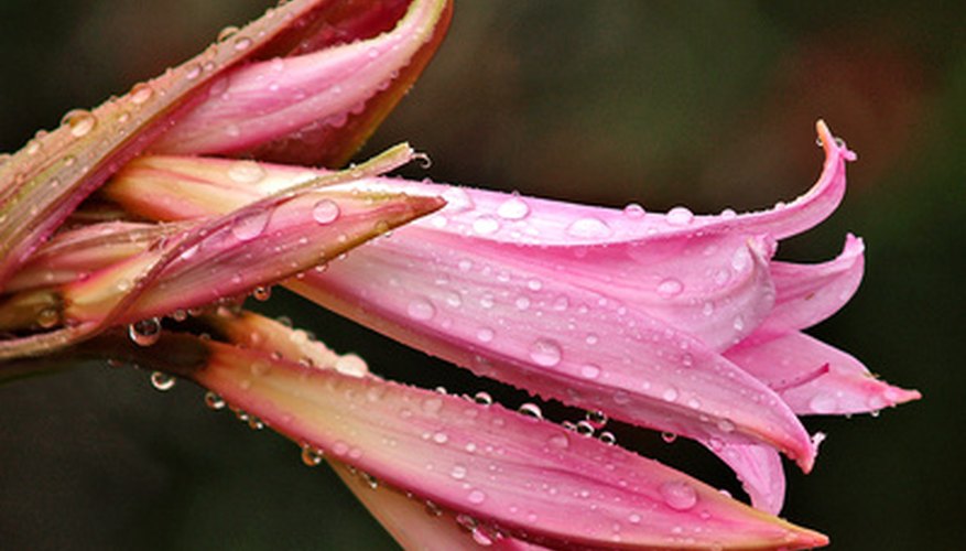Note the bent stems that hold the flowers in this plant family. Note the bent stems that hold the flowers in this plant family.