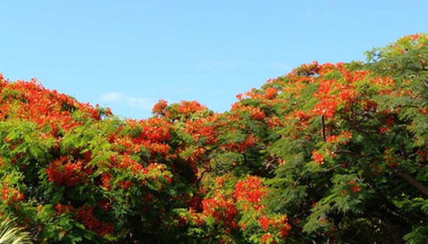Flowering is heaviest from late spring to early summer. Flowering is heaviest from late spring to early summer.