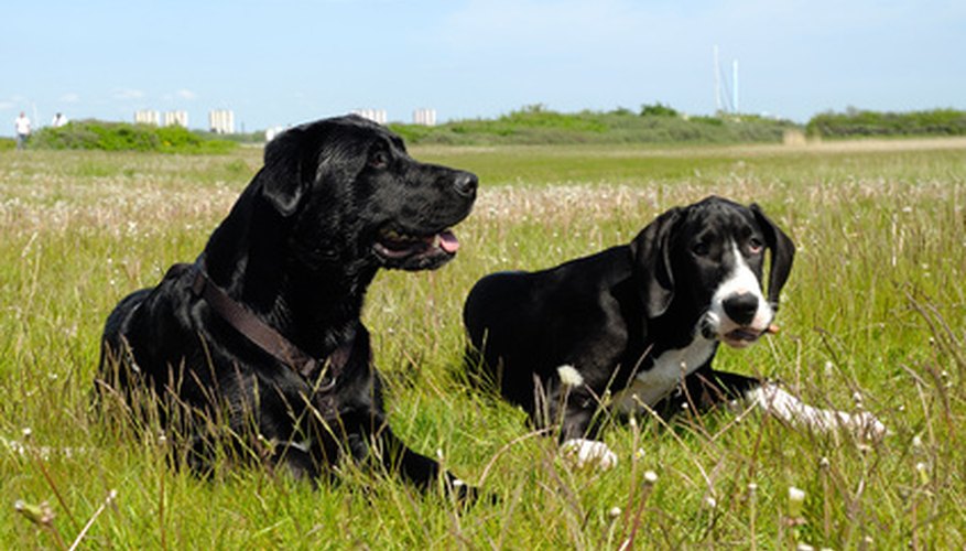 Insect repellents help protect dogs from diseases and parasites. Insect repellents help protect dogs from diseases and parasites.