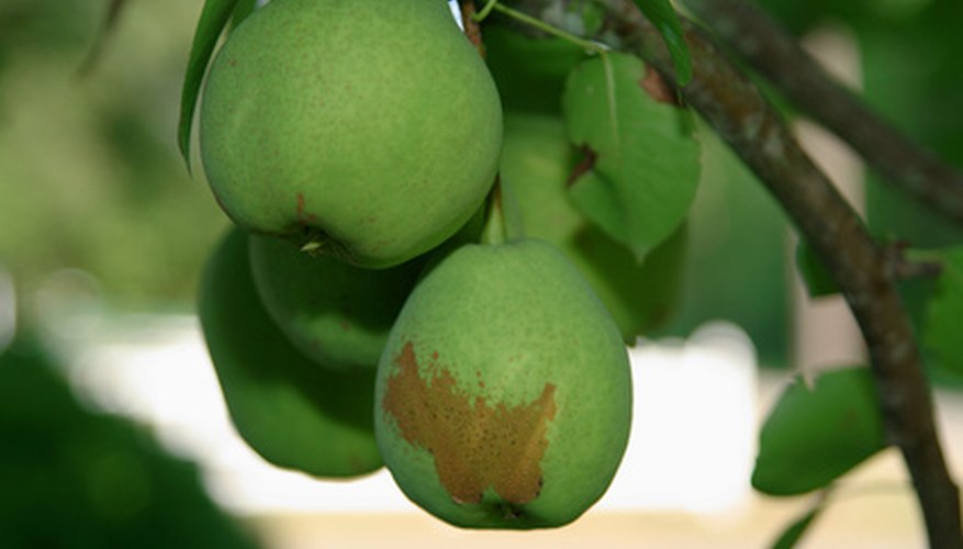 Select fruit trees that grow well in the proper USDA hardiness zone for Virginia. Select fruit trees that grow well in the proper USDA hardiness zone for Virginia.