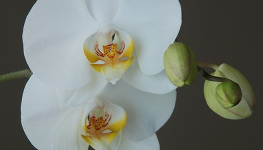 Make a beautiful corsage with orchids. Make a beautiful corsage with orchids.