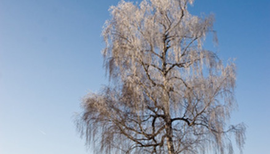 White birch tree in winter. White birch tree in winter.