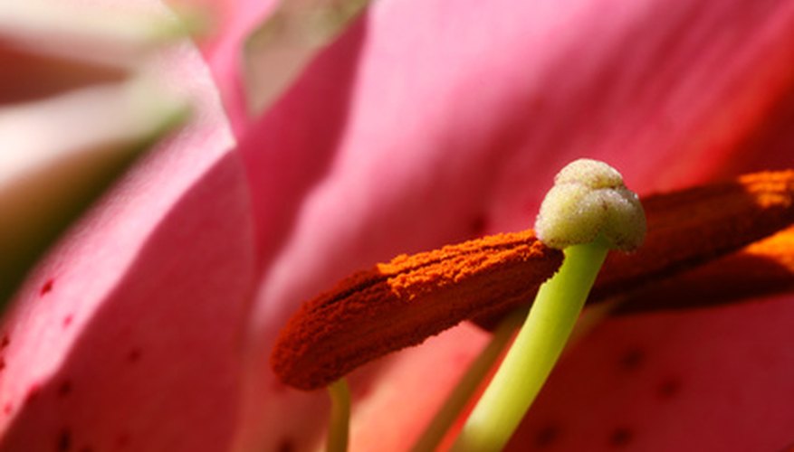 True lilies bloom from bulbs. True lilies bloom from bulbs.