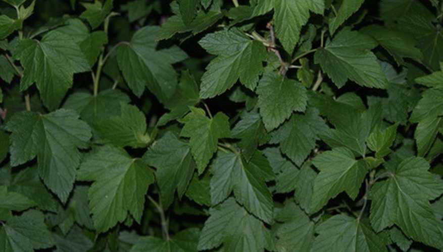 Muscadine grape foliage. Muscadine grape foliage.