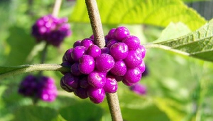 The bright purple berries of the purple beautyberry. The bright purple berries of the purple beautyberry.
