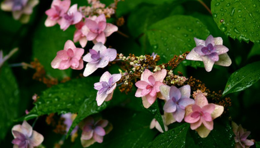 Soil chemistry determines whether a hydrangea will be blue or pink. Soil chemistry determines whether a hydrangea will be blue or pink.