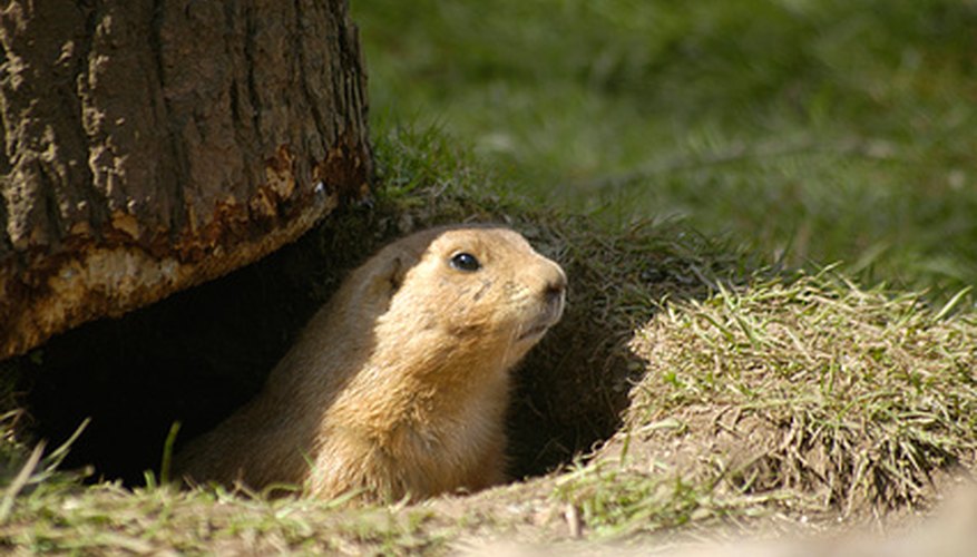 Prairie dogs are pests when found in gardens and lawns. Prairie dogs are pests when found in gardens and lawns.