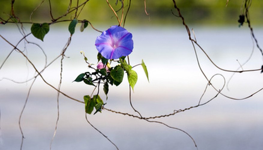 The fast-growing morning glory is among the most beloved of all annual vines The fast-growing morning glory is among the most beloved of all annual vines