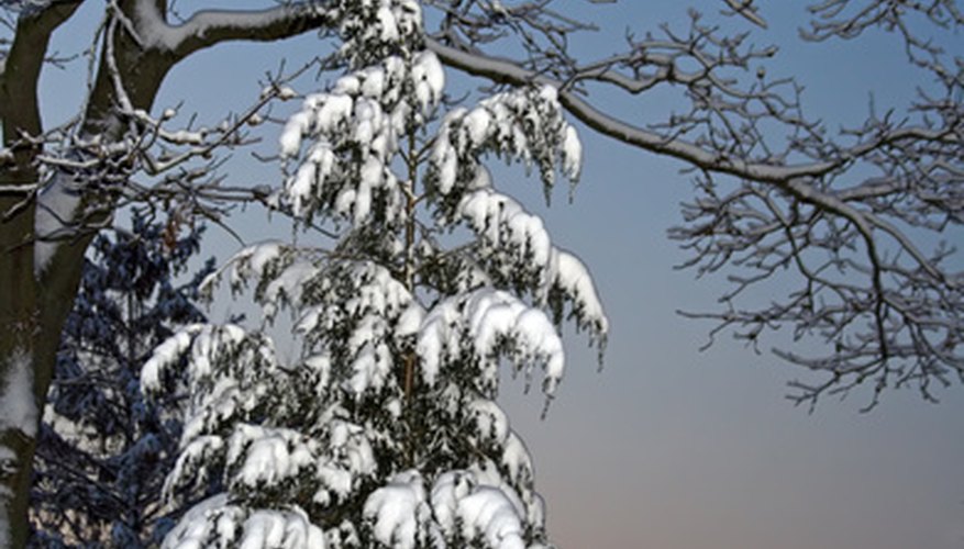 The balsam fir grows native to parts of Canada and the northeastern United States. The balsam fir grows native to parts of Canada and the northeastern United States.