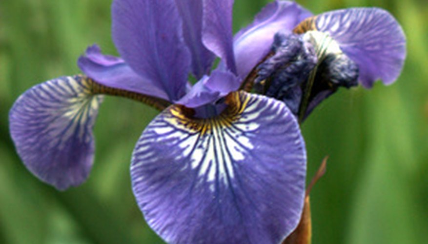 Comparison of Japanese Iris Foliage & Siberian Iris Foliage Garden Guides