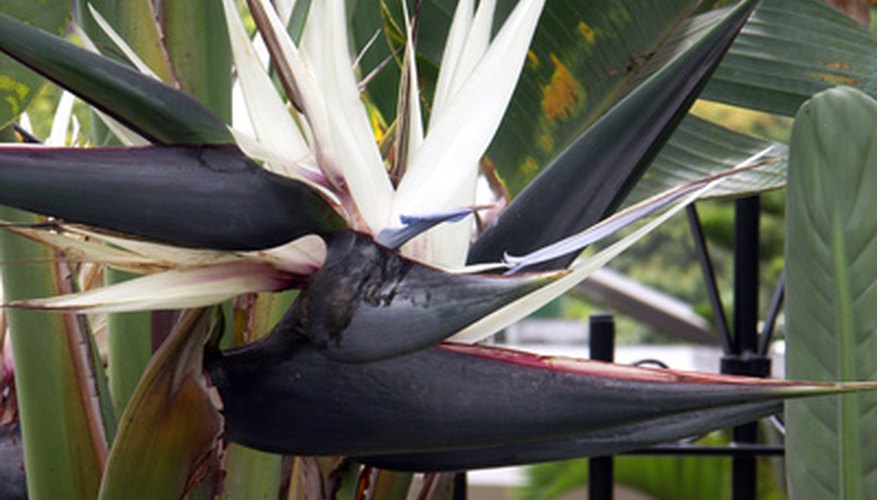 The spathes of the white bird of paradise blush purple to blue-black. The spathes of the white bird of paradise blush purple to blue-black.